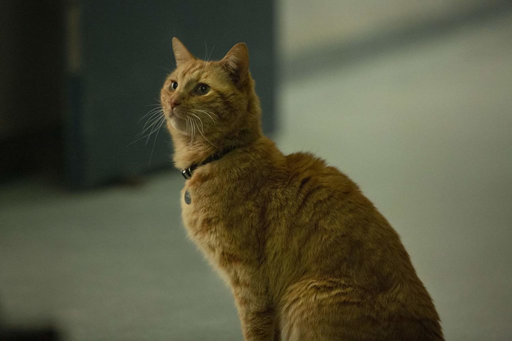 Imagem de Goose, o gato. ele está sentado e olhando para cima, tem pelagem marrom com alaranjado, pelo curto, e orelhas pontudas em riste