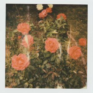 arte de chapter 2, de girl in red. A imagem mostra rosas vermelhas num filtro sépia