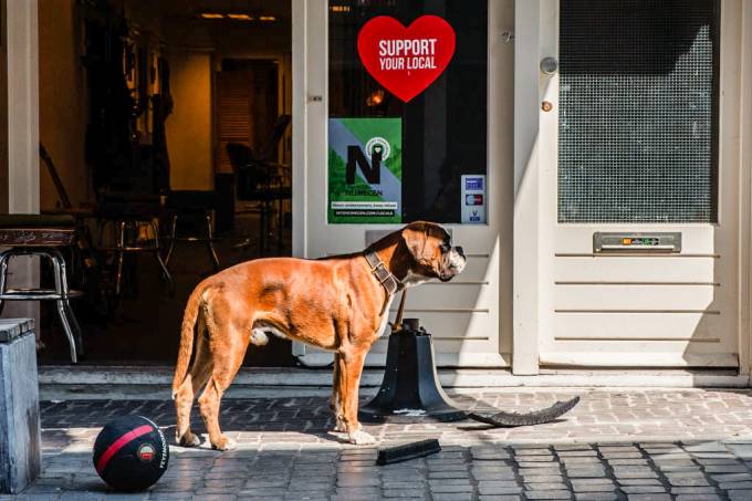 Foto de um cão Boxer de frente para um estabelecimento, na Holanda.
como visto em Notícias de Sofá 006 - Carrefour, estátua de Totoro, e ladrão vegetal