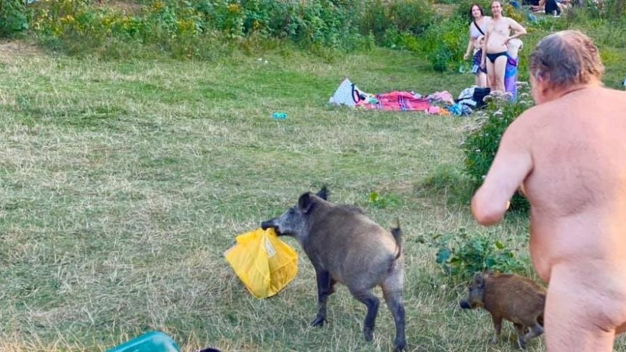 Num gramado num parque, homem nu corre atrás de um javali. O javali carrega uma sacola plastica amarela na boca. Pessoas ao redor observam a cena. Como visto em Notícias de Sofá 006 - Carrefour, estátua de Totoro, e ladrão vegetal