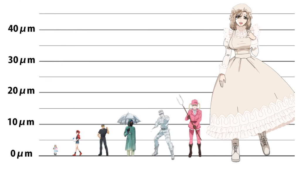 Quadro comparativo dos personagens de Cells at Work!, como elas seriam se seguissem os tamanhos reais das células. As Plaquetas tem menos de 5 nanômetros, as Glóbulos vermelhos uns 7 nanômetros. A T Citotóxica tem 10 nanômetros, o Basófilo tem entre 10 e 15 nanômetros. O Neutrófilo tem 15 nanômetros, a Eosinófilo tem entre 15 e 20 nanômetros, e a Macrófago tem mais de 45 nanômetros!