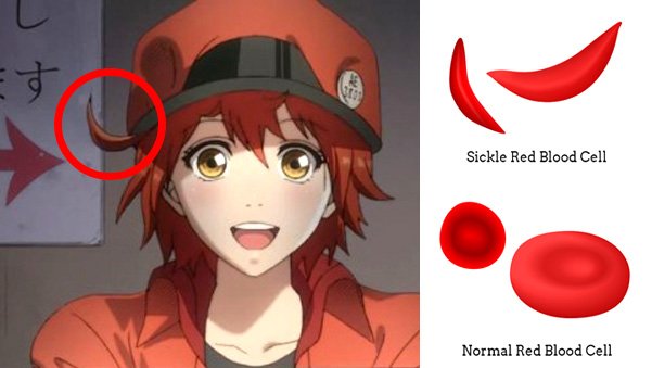 Imagem da Glóbulo Vermelho de Cells at Work". Vemos na esquerda a Glóbulo em close no rosto. Está dando destaque para a franjinha da Glóbulo, que se assemelha à uma hemácia falciforme. o formato lembra uma folha curva vista de lado, ou uma vagem.