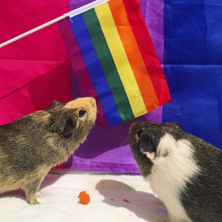 Dois porquinhos da índia contemplando uma bandeira LGBT